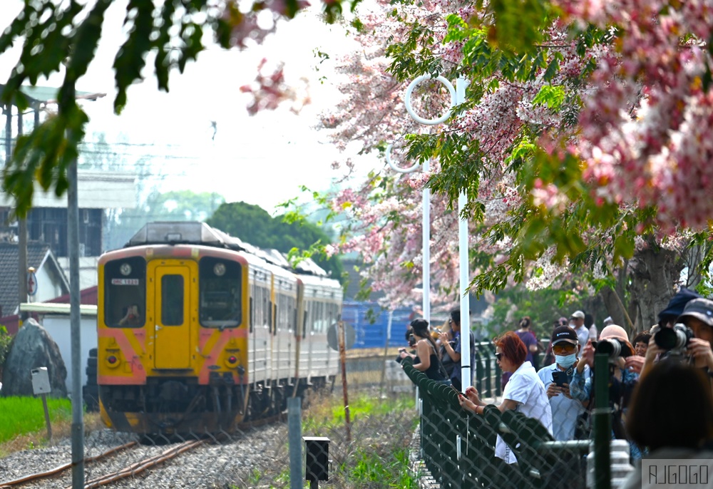 彰化 二水花旗木鐵道 集集線小火車與粉紅花道 每年3月底-4月中旬上演