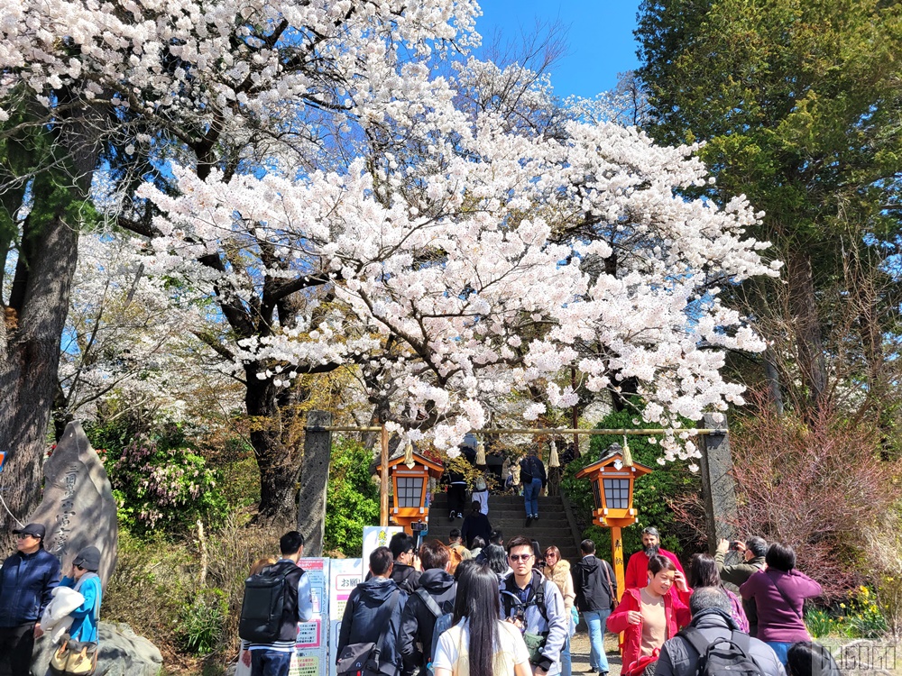 新倉山淺間公園展望台 忠靈塔、富士山、滿山櫻花