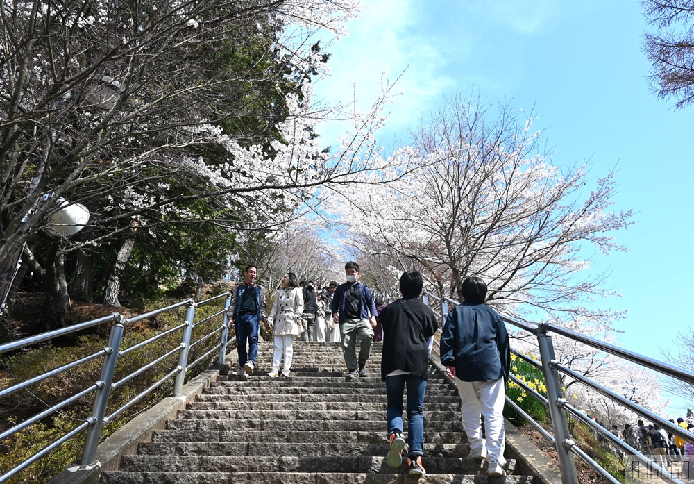 新倉山淺間公園展望台 忠靈塔、富士山、滿山櫻花