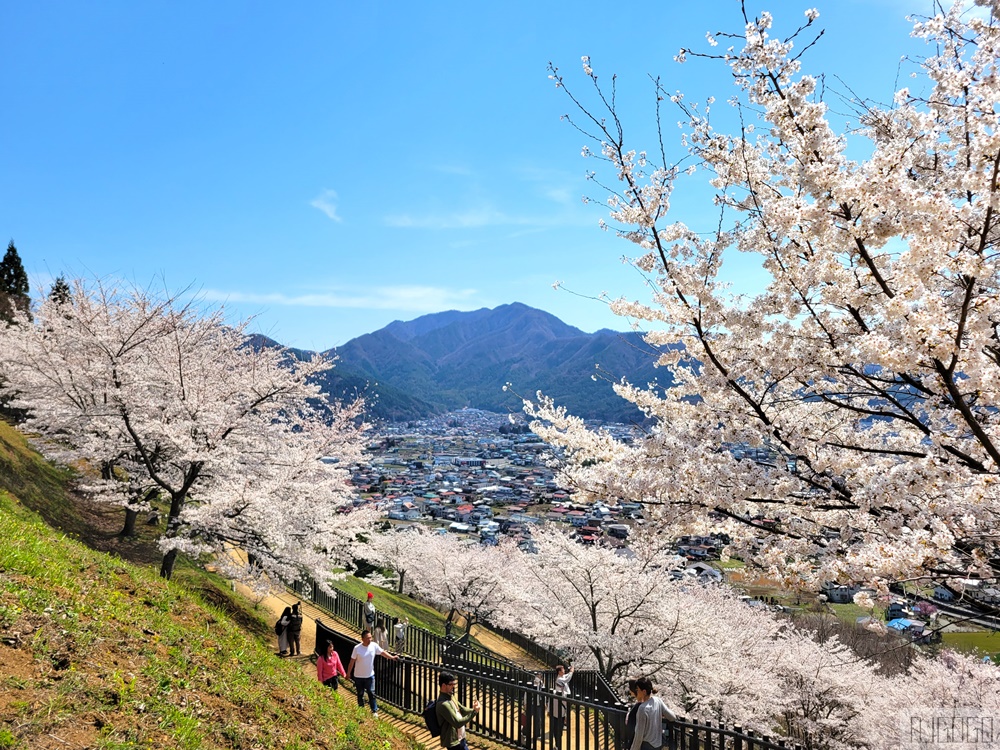 新倉山淺間公園展望台 忠靈塔、富士山、滿山櫻花