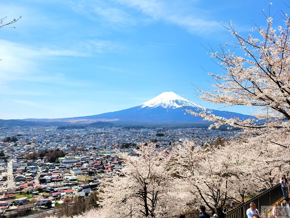 新倉山淺間公園展望台 忠靈塔、富士山、滿山櫻花