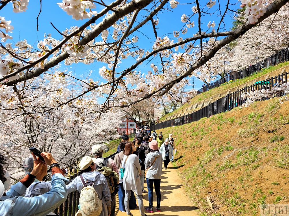 新倉山淺間公園展望台 忠靈塔、富士山、滿山櫻花