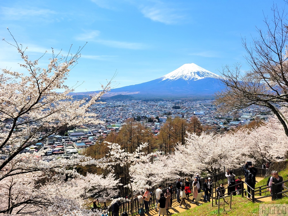 新倉山淺間公園展望台 忠靈塔、富士山、滿山櫻花