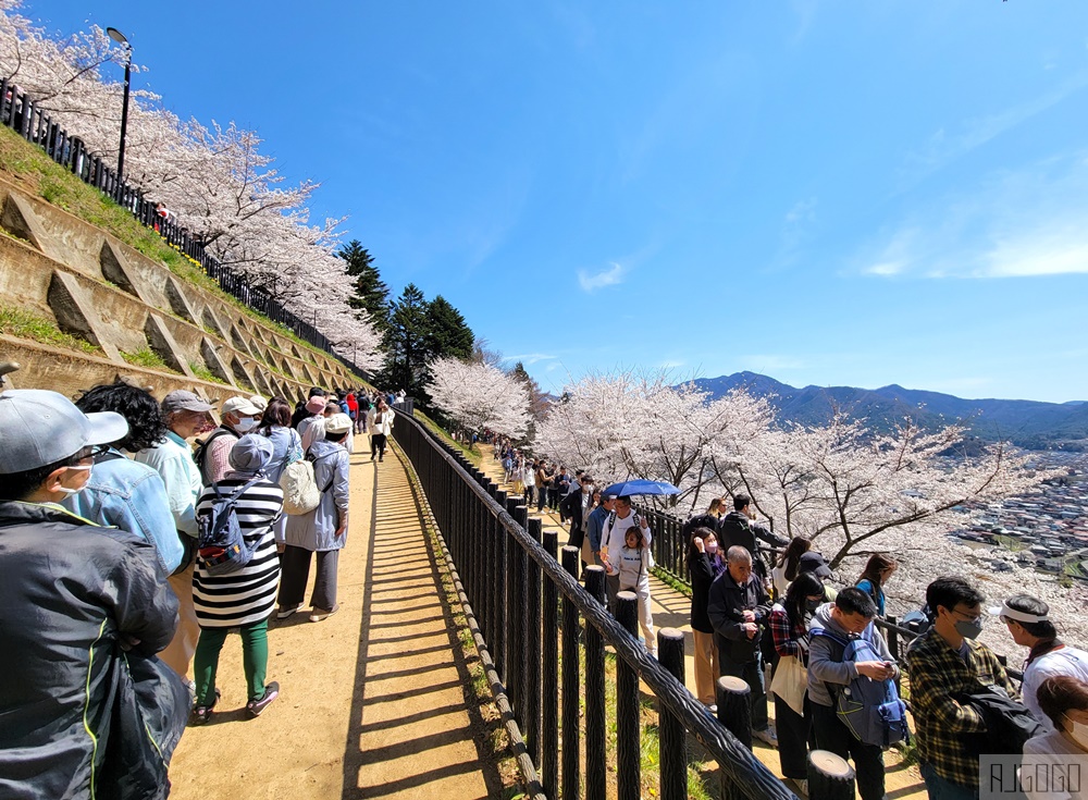 新倉山淺間公園展望台 忠靈塔、富士山、滿山櫻花