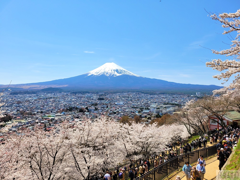 新倉山淺間公園展望台 忠靈塔、富士山、滿山櫻花