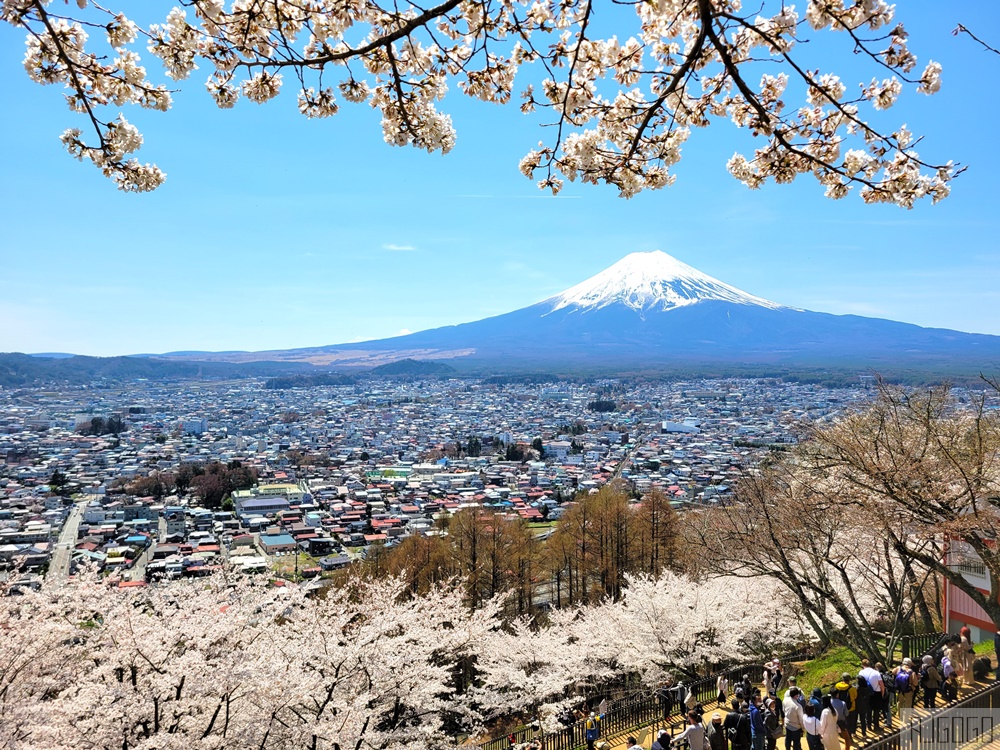 新倉山淺間公園展望台 忠靈塔、富士山、滿山櫻花