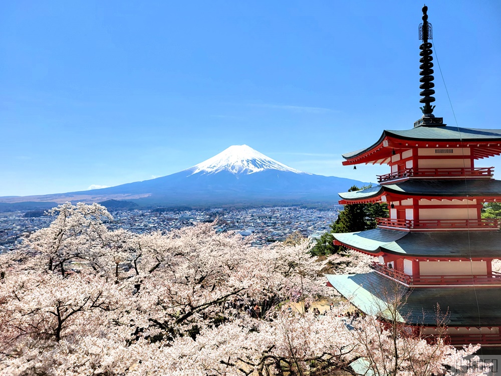 新倉山淺間公園展望台 忠靈塔、富士山、滿山櫻花