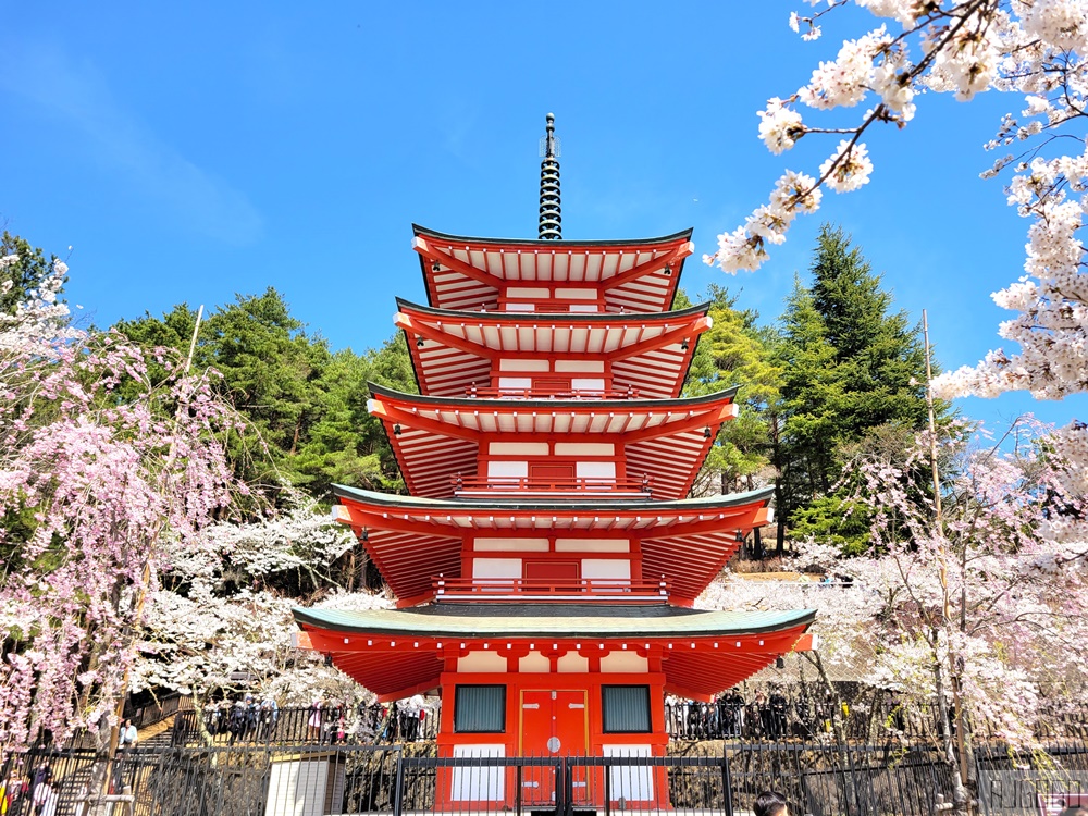 新倉山淺間公園展望台 忠靈塔、富士山、滿山櫻花