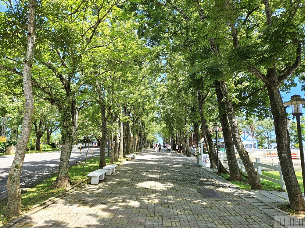 台東 初鹿牧場 台灣最大坡地型牧場 牛奶霜淇淋好吃