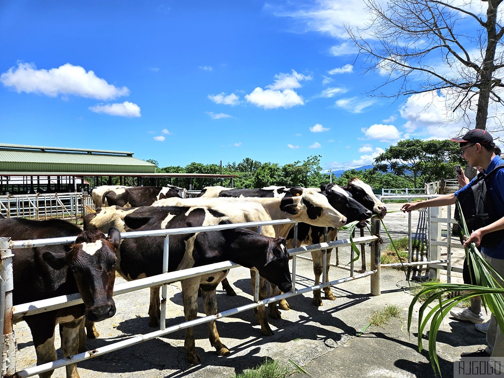 台東 初鹿牧場 台灣最大坡地型牧場 牛奶霜淇淋好吃