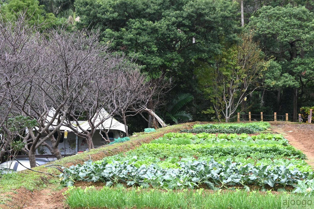 2025桃園景點 小木屋休閒農場-竹圃茶園 林口旁的秘境茶園農莊 茶樹精油DIY與特色套餐