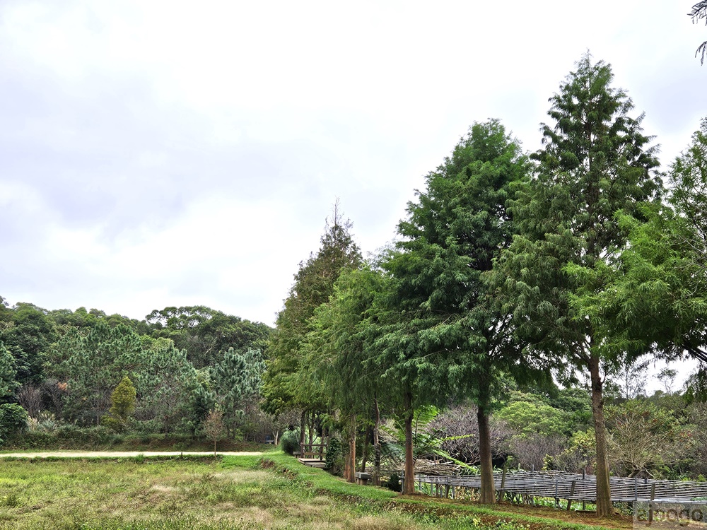 2025桃園景點 小木屋休閒農場-竹圃茶園 林口旁的秘境茶園農莊 茶樹精油DIY與特色套餐