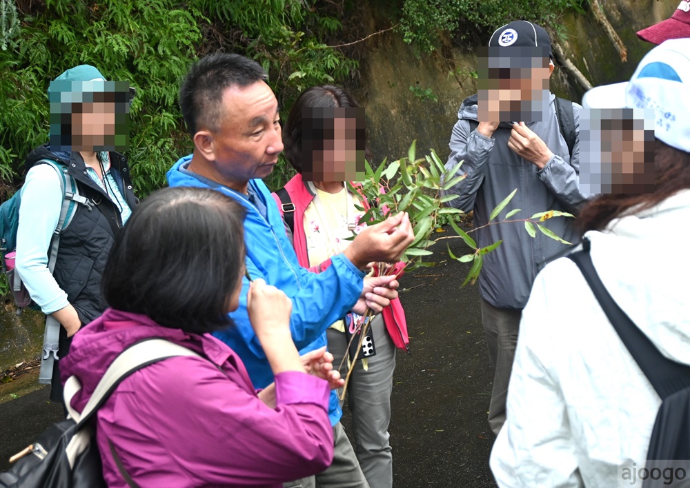 2025桃園景點 小木屋休閒農場-竹圃茶園 林口旁的秘境茶園農莊 茶樹精油DIY與特色套餐