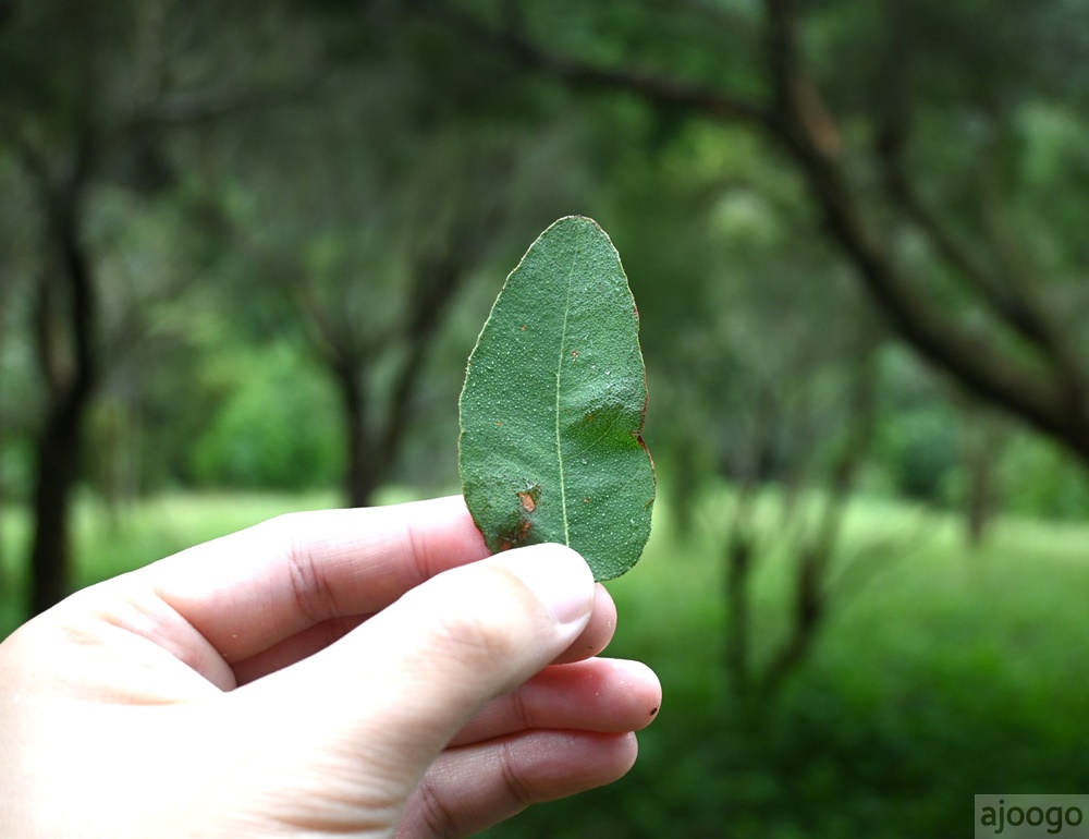 2025桃園景點 小木屋休閒農場-竹圃茶園 林口旁的秘境茶園農莊 茶樹精油DIY與特色套餐