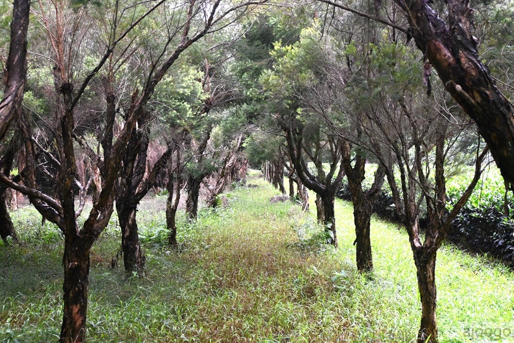 2025桃園景點 小木屋休閒農場-竹圃茶園 林口旁的秘境茶園農莊 茶樹精油DIY與特色套餐