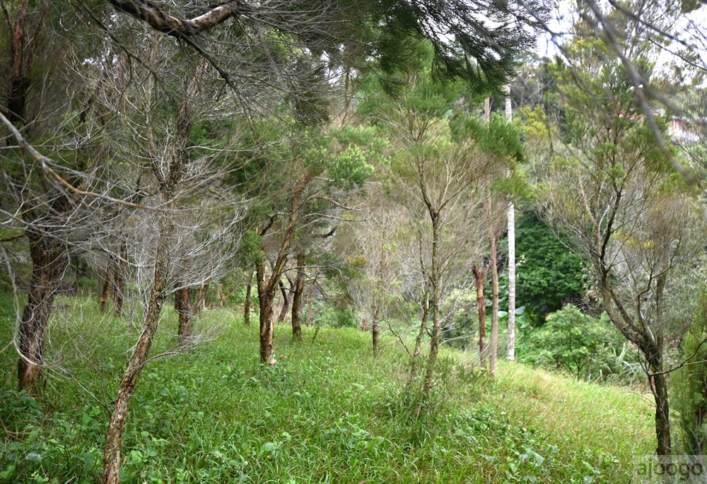 2025桃園景點 小木屋休閒農場-竹圃茶園 林口旁的秘境茶園農莊 茶樹精油DIY與特色套餐