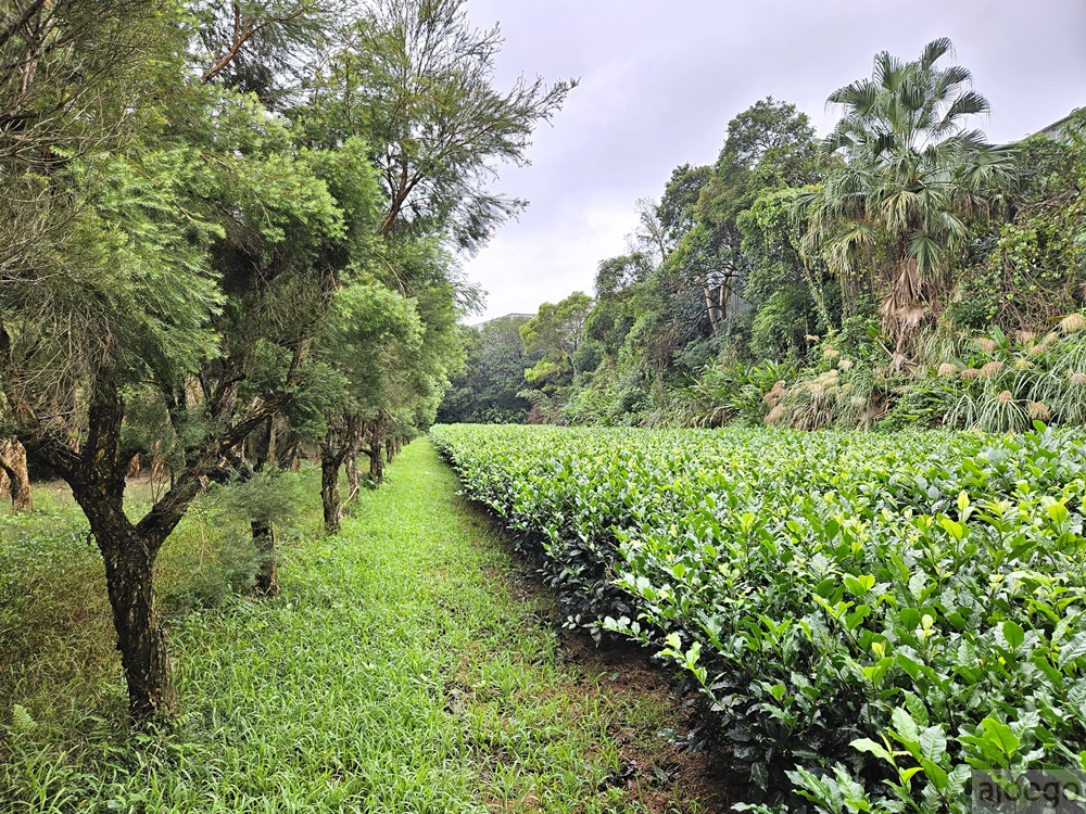 2025桃園景點 小木屋休閒農場-竹圃茶園 林口旁的秘境茶園農莊 茶樹精油DIY與特色套餐