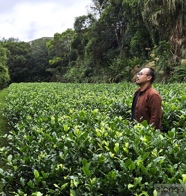 2025桃園景點 小木屋休閒農場-竹圃茶園 林口旁的秘境茶園農莊 茶樹精油DIY與特色套餐