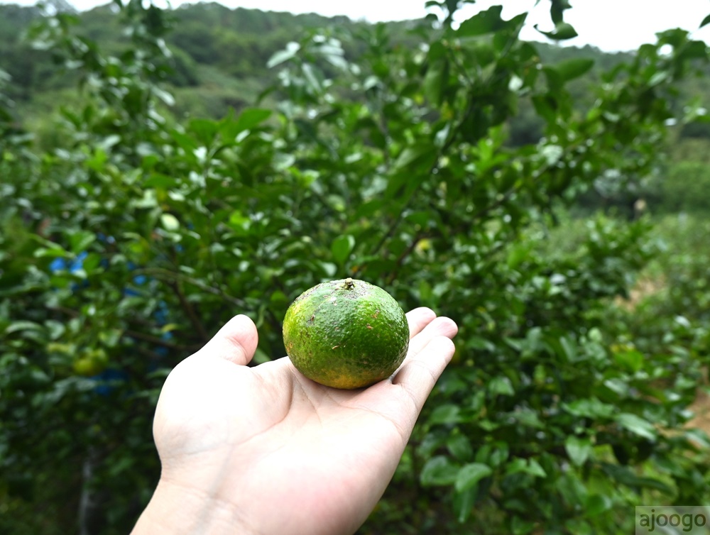 2025桃園景點 小木屋休閒農場-竹圃茶園 林口旁的秘境茶園農莊 茶樹精油DIY與特色套餐