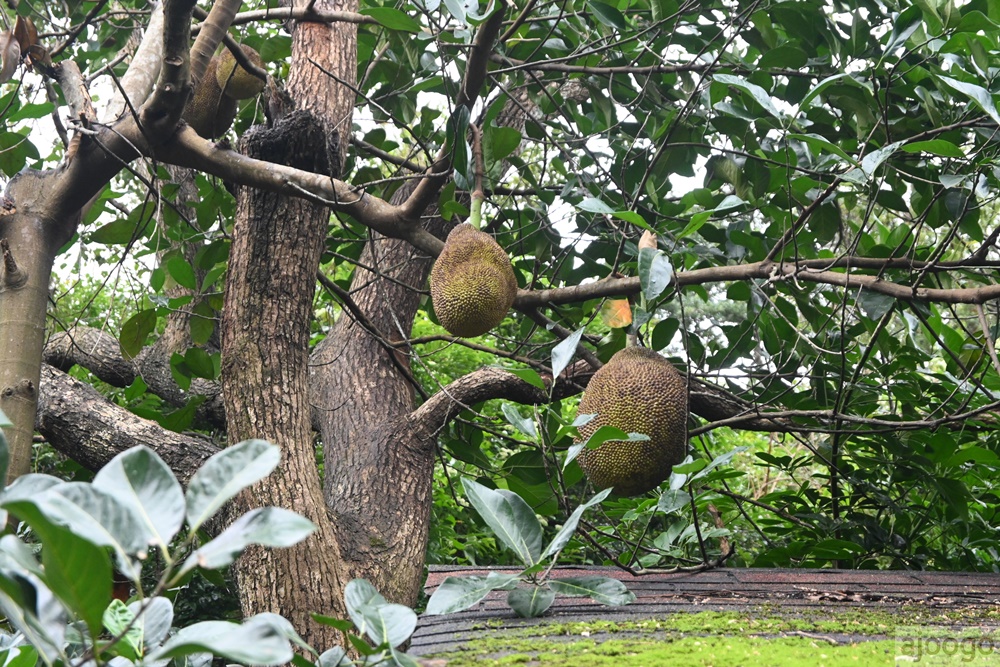 2025桃園景點 小木屋休閒農場-竹圃茶園 林口旁的秘境茶園農莊 茶樹精油DIY與特色套餐