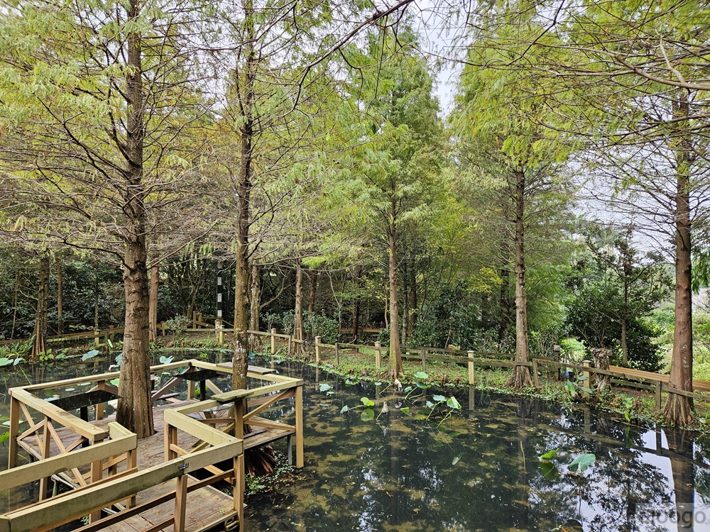 2025桃園景點 小木屋休閒農場-竹圃茶園 林口旁的秘境茶園農莊 茶樹精油DIY與特色套餐