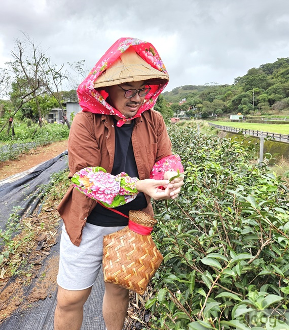 2025桃園景點 羽泰製茶廠 百年茶園有趣的採茶製茶DIY體驗