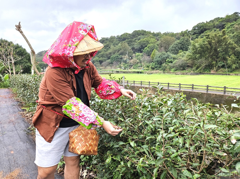 2025桃園景點 羽泰製茶廠 百年茶園有趣的採茶製茶DIY體驗