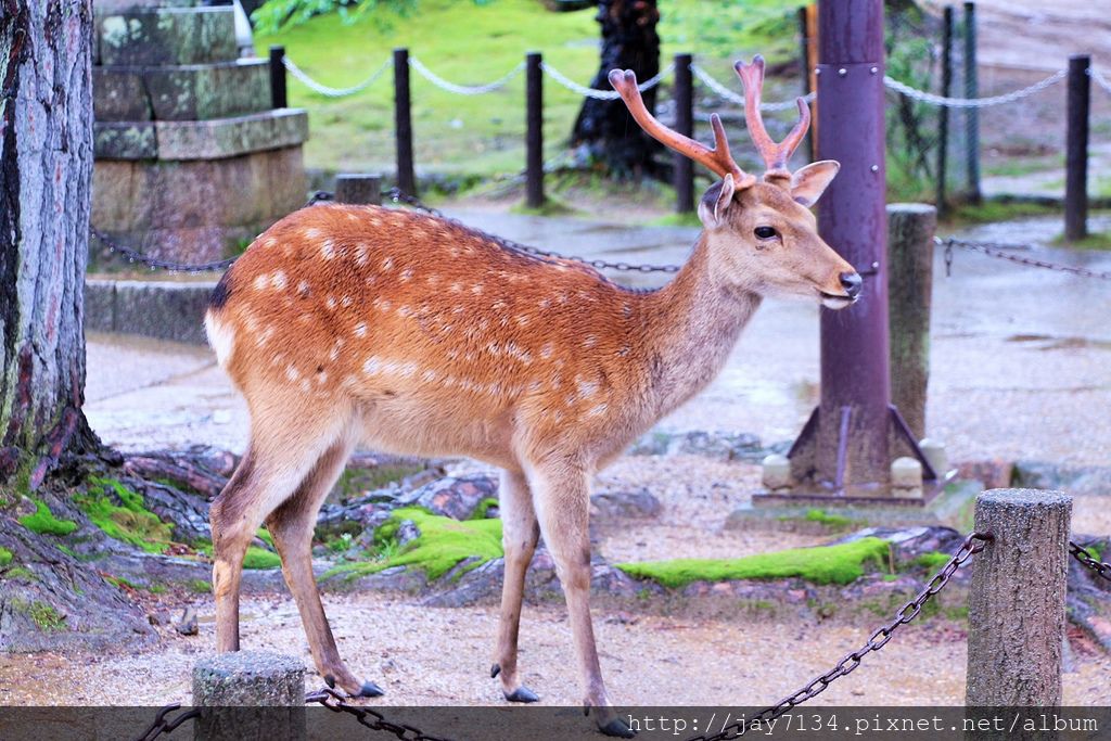 （奈良遊記）奈良公園、春日大社、東大寺 散步逐鹿日記＆奈良慶典、世界遺產整理