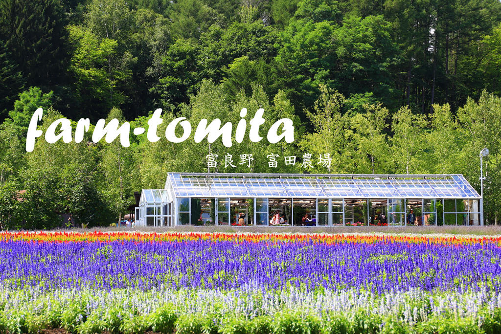 富良野富田農場 北海道自駕景點 薰衣草花田 薰衣草花期與開放時間