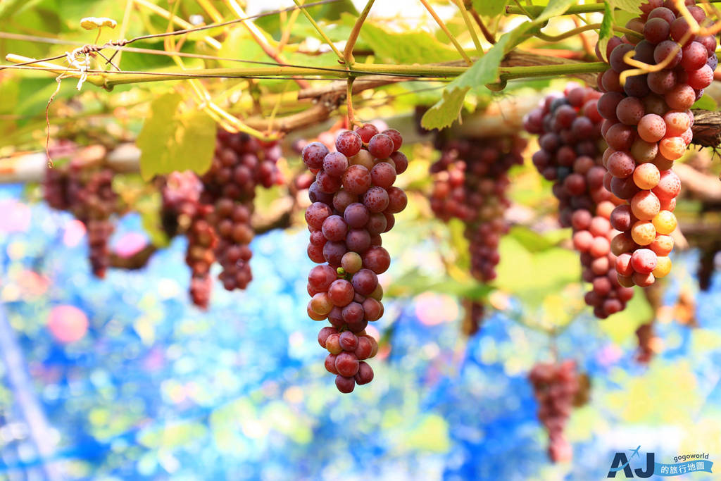 （山形天童景點）王將果樹園 OHSYO FRUITS FARM 櫻桃、桃子、葡萄、蘋果 現採現摘吃到飽 營業時間、價格、交通分享