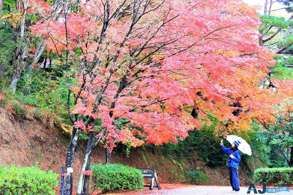 靜岡賞楓景點：修善寺虹之鄉 靜岡第一名的賞楓景點 開放時間、門票分享