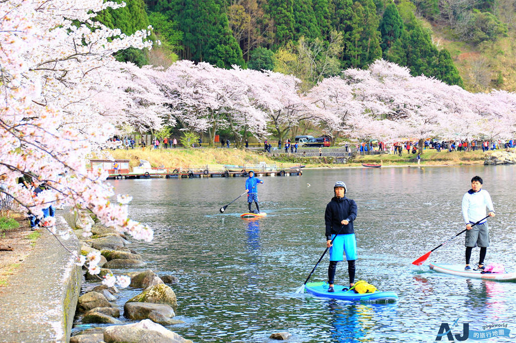 海津大崎 滋賀縣的賞櫻勝地 日本櫻名所100選 琵琶湖八景之一 開花時間、交通分享